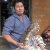 泰国男子为治痛风吃鲸鱼呕吐物 每日一勺融入热水