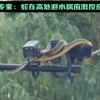 武汉江滩大蛇爬上监控杆 专家：属正常应激反应