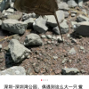 深圳湾公园发现动物界的“活化石”：鲎