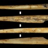 7000年前的鹿骨揭示了新石器时代古代工具制造的秘密