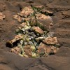 NASA好奇号漫游车在火星上发现由纯硫构成的黄色晶体