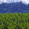 将自然再生与植树造林结合起来 可以最经济地捕获碳
