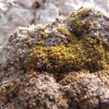 这种神奇的沙漠植物可能可以在火星上生长