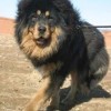 为什么狼群不敢攻击有牧羊犬的羊群？难道打不过一条狗？