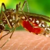 工程微生物可用于生产活体长期驱蚊剂