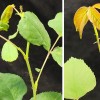 转基因无刺玫瑰提示未来种植更好作物的方法