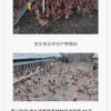 老乡鸡如何养鸡？公司回应：鸡并非散养，请大家相信事实