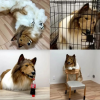 把自己扮成牧羊犬的日本小哥有后续了：他找到了伙伴