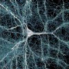 研究人员利用高分辨率电子显微镜揭示人类大脑隐藏的复杂性