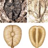 美洲最古老的葡萄：有关6000万年前种子的新发现