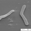 新陈代谢合成生物学研究揭示厌氧生命的秘密
