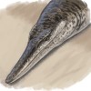 古生物学家发现恐龙时代独特的类似海豚的远古海洋鳄鱼
