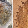 云大研究团队发现5.14亿年前新寒武纪软体动物 揭密软体动物起源