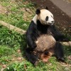 20岁雄性大熊猫彤彤死亡：突发疾病、呼吸衰竭