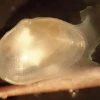 海洋生物学家在南非发现鼬眼蛤新物种