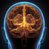 新研究表明每晚的睡眠能重置海马体 从而实现持续学习
