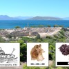 考古学家在埃吉纳岛发现3600年前的古代皇家紫色染料作坊
