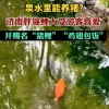 景区锦鲤被游客喂成“猪鲤” 这很可怕