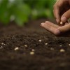 研究认为现代种子还没准备好应对气候变化 人类扰乱了进化过程