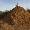 最宏大的生物工程：白蚁用3800年打造了2亿个3米高土丘
