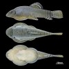 上海科研团队发现两稀有鱼类新物种：珠鳍爬岩鳅和绿斑爬岩鳅