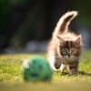 近一半的猫与狗一样也喜欢主人和它们玩取物游戏