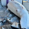 背负间谍之名 网红白鲸死亡真相曝光：遭遇枪杀