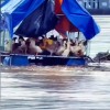 越南鸭子随洪水进入广西境内：被无辜冲到异国他乡