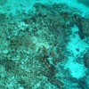 持续观察发现 是酷热让佛罗里达的珊瑚礁濒临灭绝