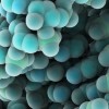NIST新型红外显微镜技术可对细胞中的生物分子进行细节成像