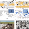 海鸟偷食与致命的 H5N1 禽流感传播有关