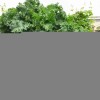 胡萝卜素是西兰花的29倍 这种蔬菜抗氧化、促排便、控血压