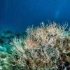 科学家警告：海洋酸化正步入新的关键阶段