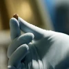 中国科学家解开3500多年前“奶酪”的秘密