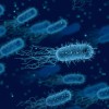 科学家发现PFAS化学污染物的细菌分解解决方案