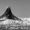 研究发现海浪比想象中陡峭4倍