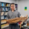 低成本、低技术含量的碳储存解决方案？研究人员建议掩埋木材