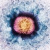 科学家用新一代蛋白胨打破病毒防御 对抗其耐药性
