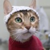 戴帽子的猫：新技术改变了科学家扫描猫大脑的方式