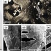 科学家在深海热液喷口中发现
