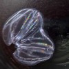 合二为一：科学家发现栉水母可以以惊人的方式融合在一起