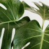 人工植物可净化室内空气 并可作为小型电子产品的电源