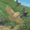 Science新研究：人类造成的物种灭绝对全球的真正影响远远大于预期