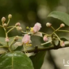 广西发现新物种阳朔风筝果：长在喀斯特石山上 数量极为稀少