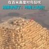 男子在金字塔顶端发现一条狗 它是怎么爬上去的？