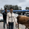 9.9万买的二手特斯拉无法充电 车主用牛拉车上路维权