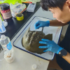 大亚湾核电基地发现濒危物种中国鲎 地球上唯一的蓝血生物