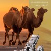又一国产车实测续航超2000公里 荣威D7 DMH再创纪录：百公里耗油2.49升