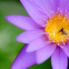 无刺蜂蜂蜜中的独特糖分对牙齿、体重和血糖有益
