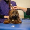 AI协助把脉：犬类心脏病检测技术有了革命性变革
